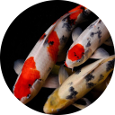 Koi Fish Wallpaper New Tab