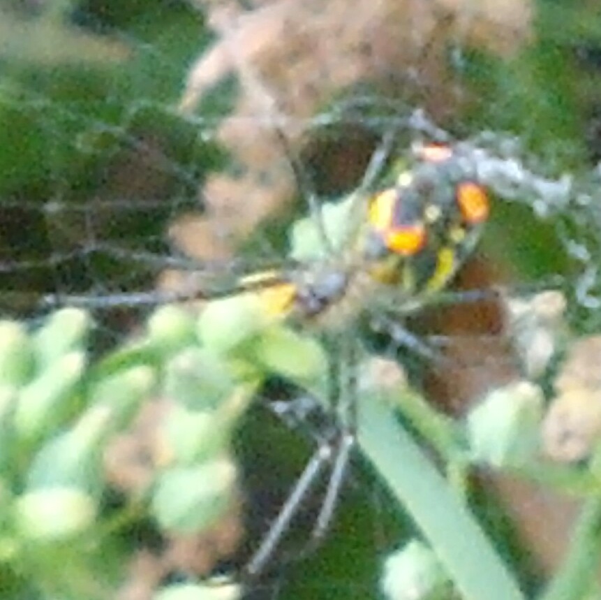 Orchard spider