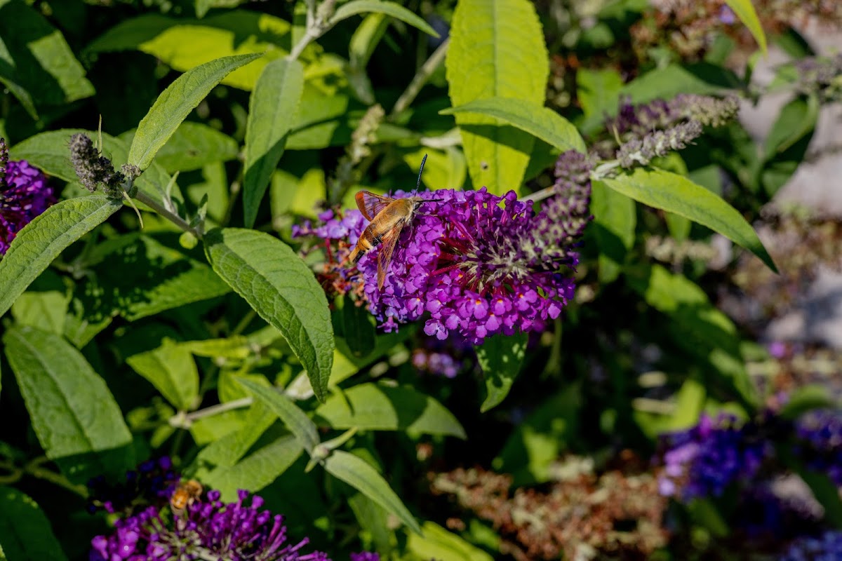 Snowberry Clearwing Moth