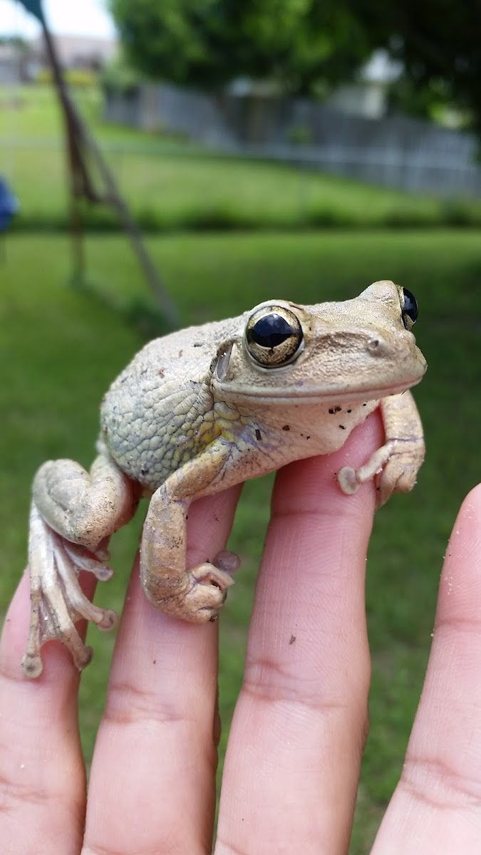 Cuban Tree Frog