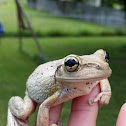 Cuban Tree Frog