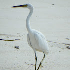 Pacific Reef Egret (White morph)