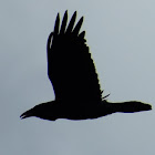 Common Raven