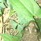 Northern green frog