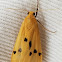 Tiger moth