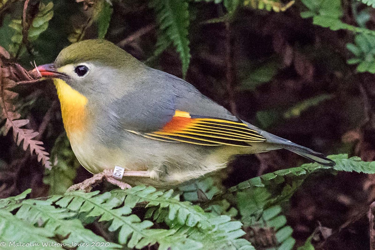 Red-billed Leiothrix