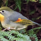 Red-billed Leiothrix