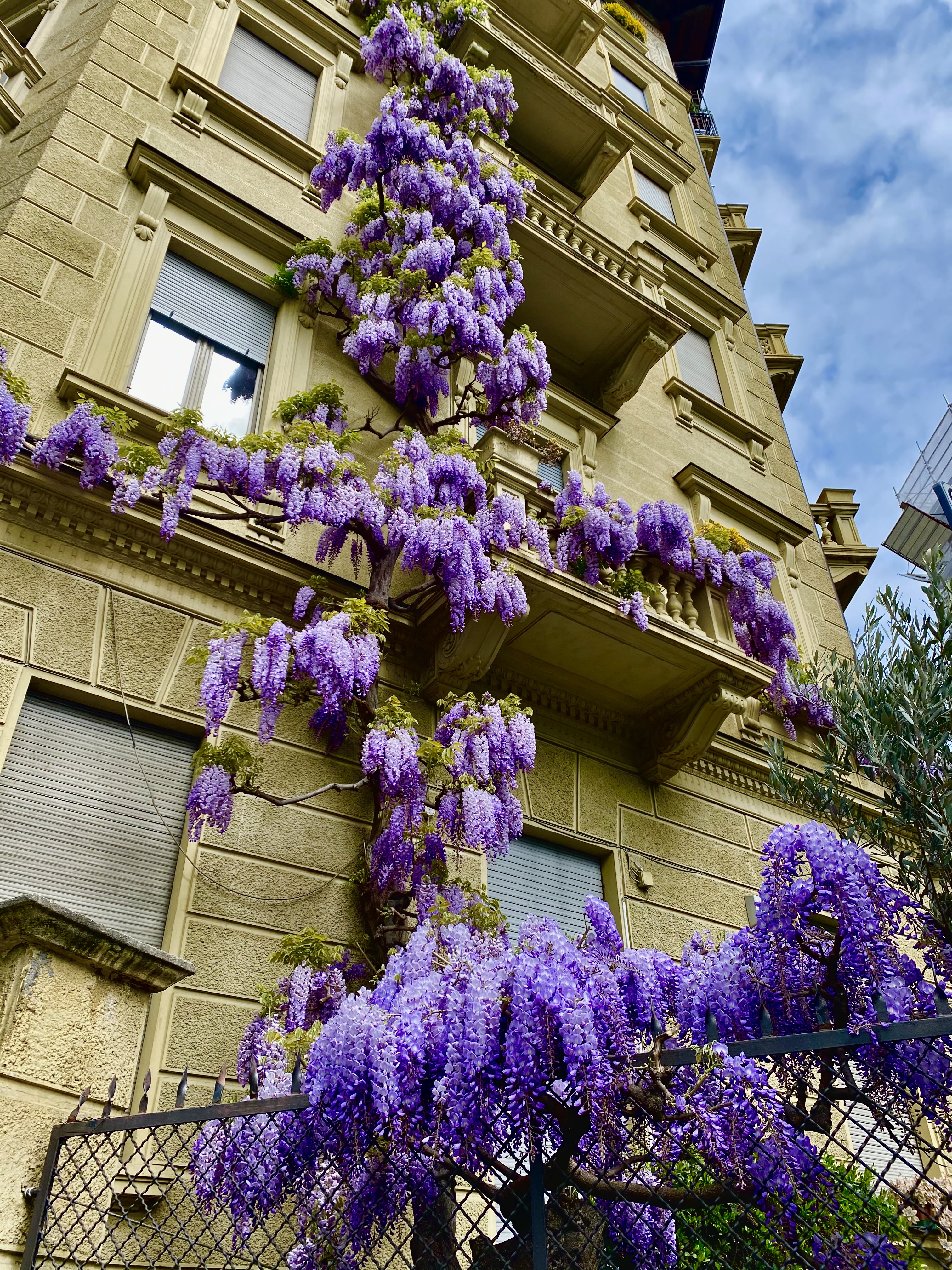 Purple waterfall di GioMila