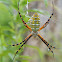 Banded Argiope