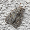 Dagger Moth