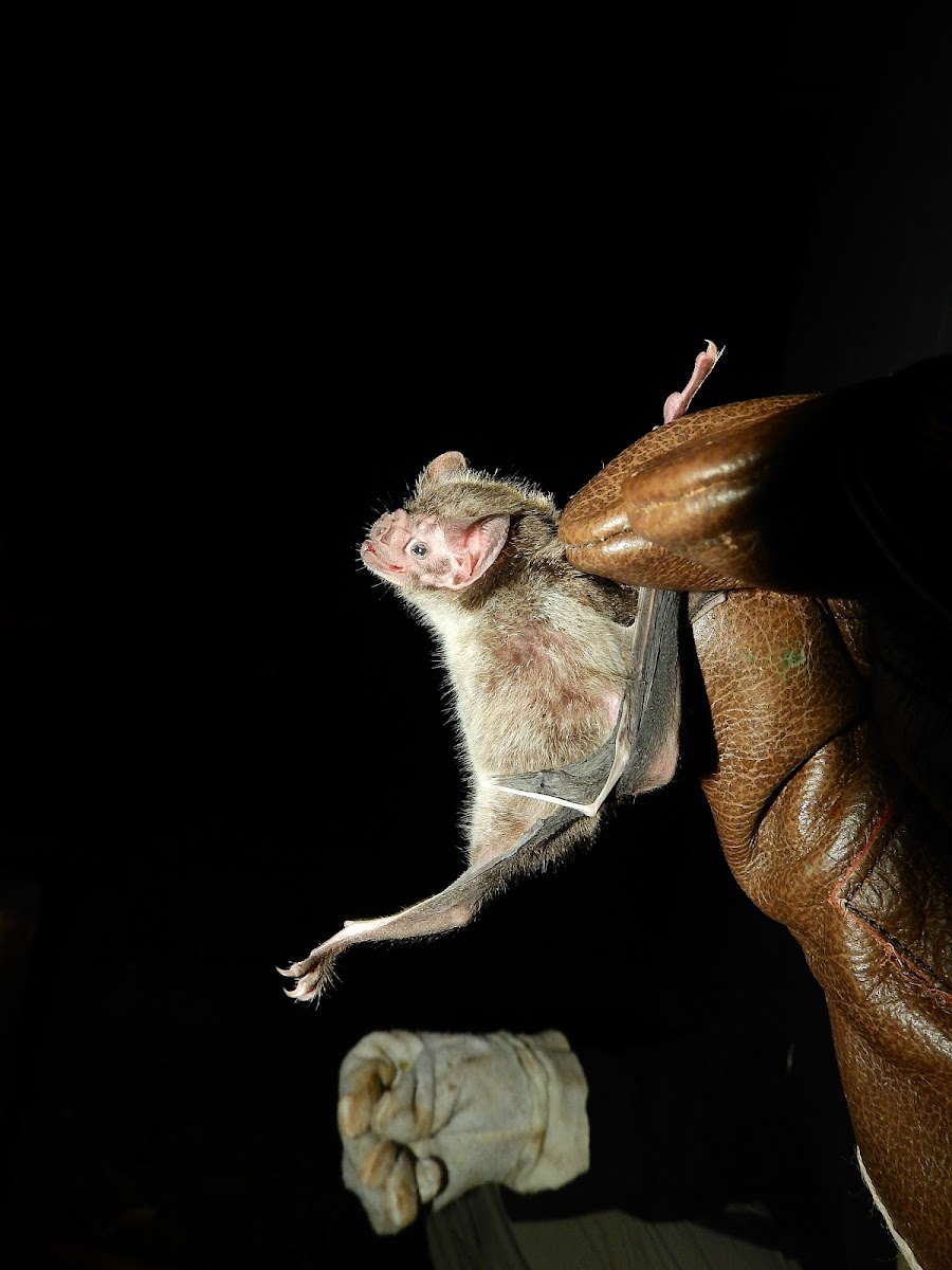 Common Vampire Bat