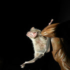 Common Vampire Bat