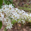 Chinese Privet