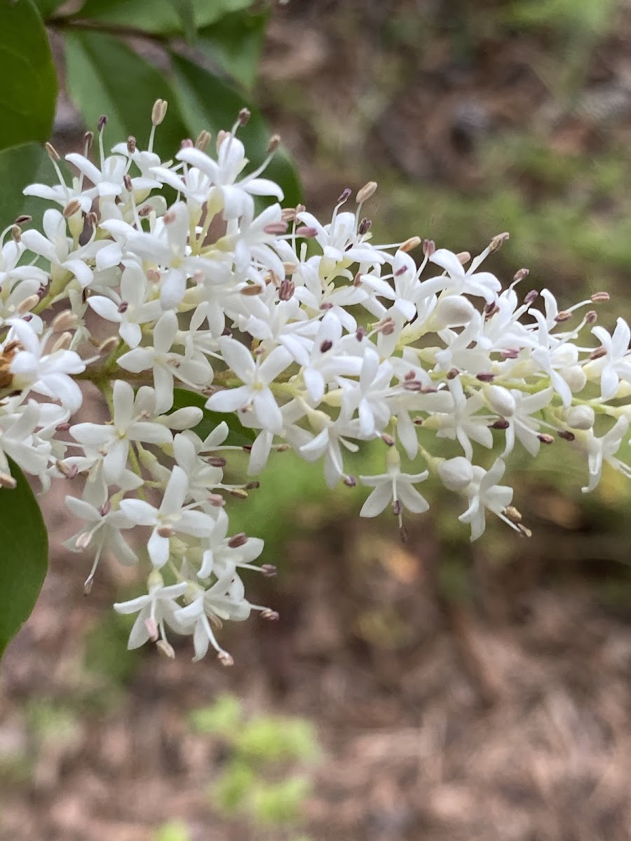 Chinese Privet