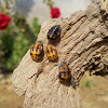 Seven-spotted ladybeetle pupae