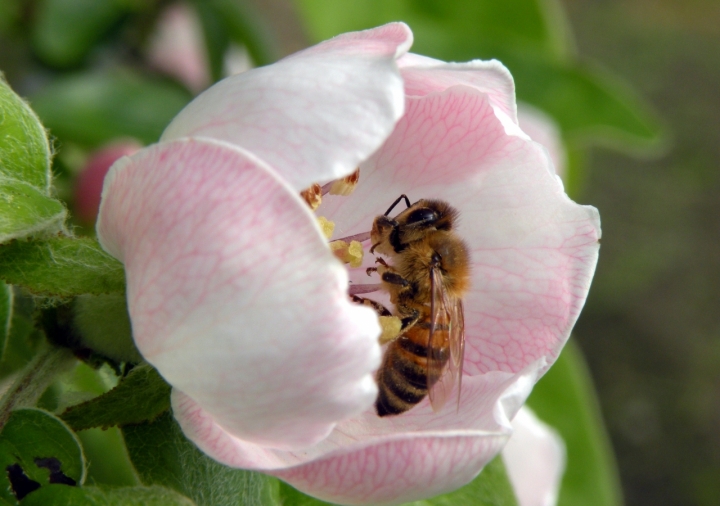 Primavera di giadaverde