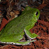 Barking Treefrog