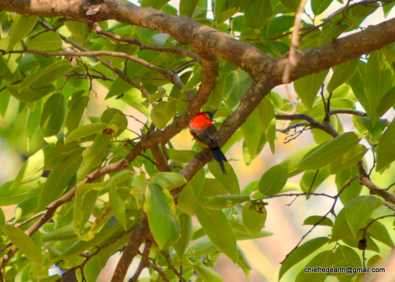 Crimson Sunbird