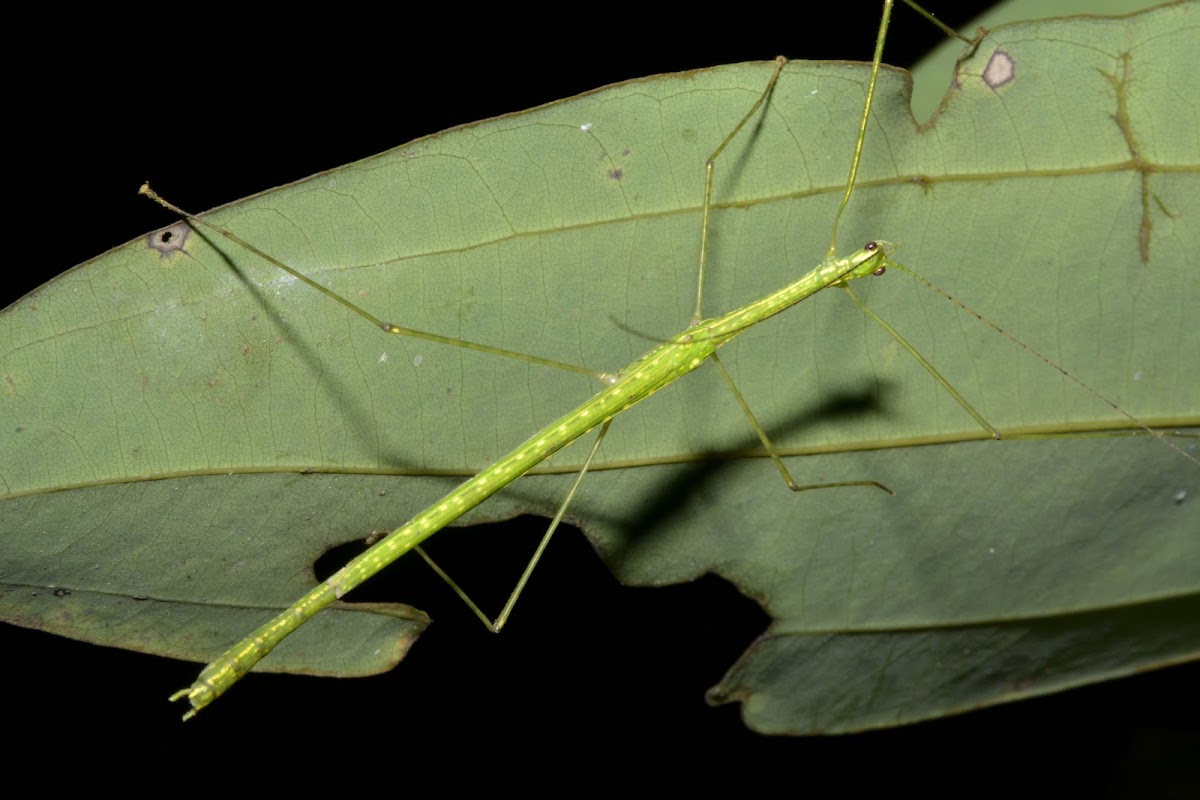 Stick Insect, Phasmid