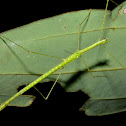 Stick Insect, Phasmid