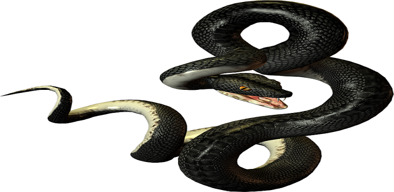 Snake by a.r.akhmadullin