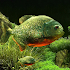 3D Fish Aquarium Wallpaper HD1.6.3