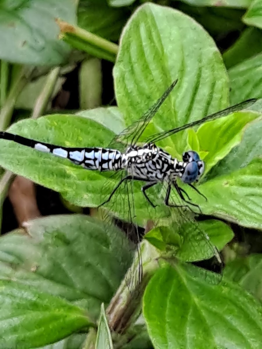 Trumpet - tail (skimmer)