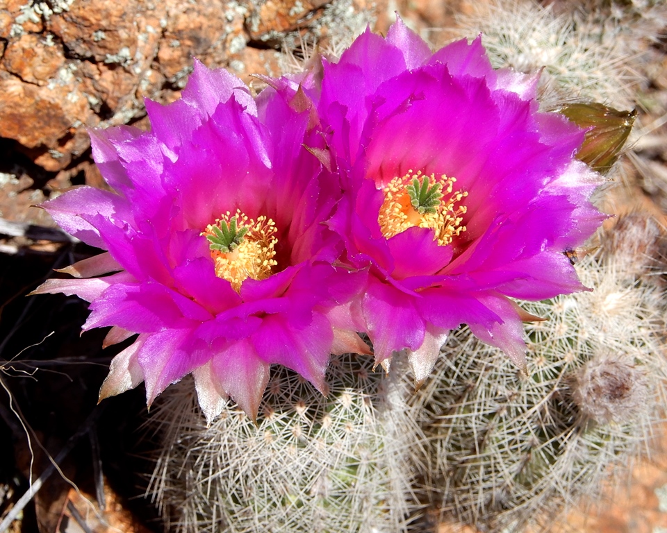 Lace Hedgehog Cactus