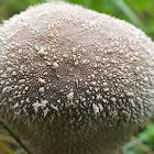 Pestle puffball