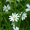 Greater Stitchwort