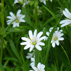 Greater Stitchwort