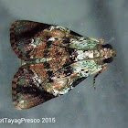 Pyralid Moth