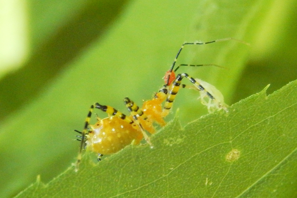 Assassin Bug (Nymph)