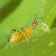 Assassin Bug (Nymph)