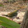 Ovenbird