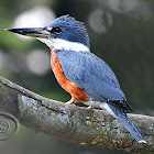 Martim-pescador-grande (Ringed Kingfisher) - Male