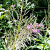 Fireweed