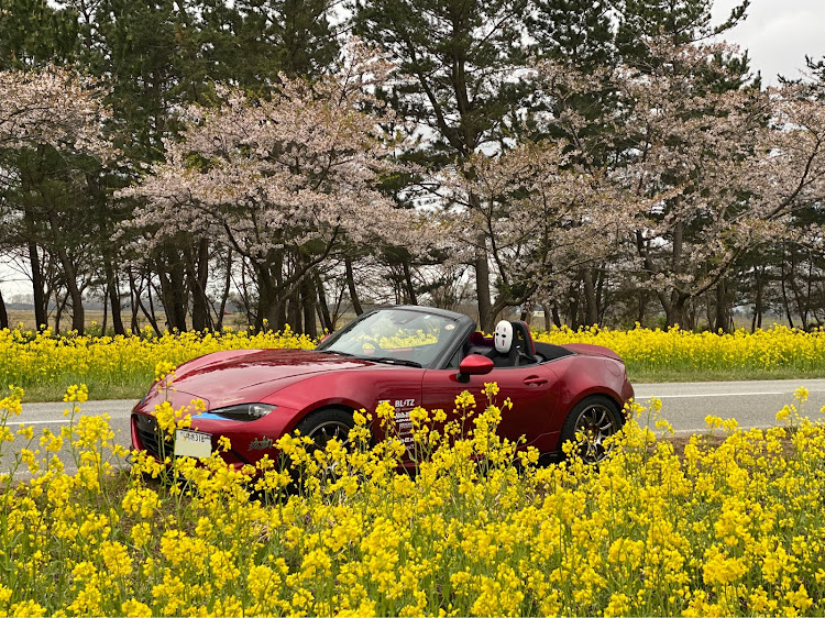 ロードスターの秋田県・八郎潟桜菜の花ロード・寒風山・男鹿半島・ぼっちツーリングに関するカスタム事例の投稿画像3枚目