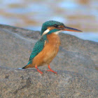 Common Kingfisher