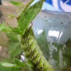 Tobacco hornworm