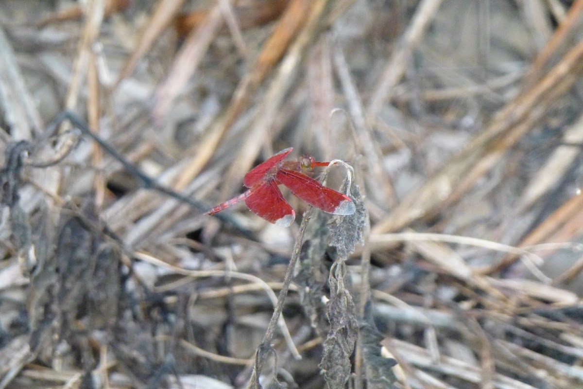 Fulvous Forest Skimmer