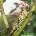 Differential Grasshopper