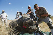 White rhinos in Spioenkop Nature Reserve in KwaZulu-Natal were dehorned in the fight to save the species from increasing poaching threats.