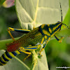 Milkweed locust/ Painted grasshopper