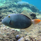 Barred Filefish