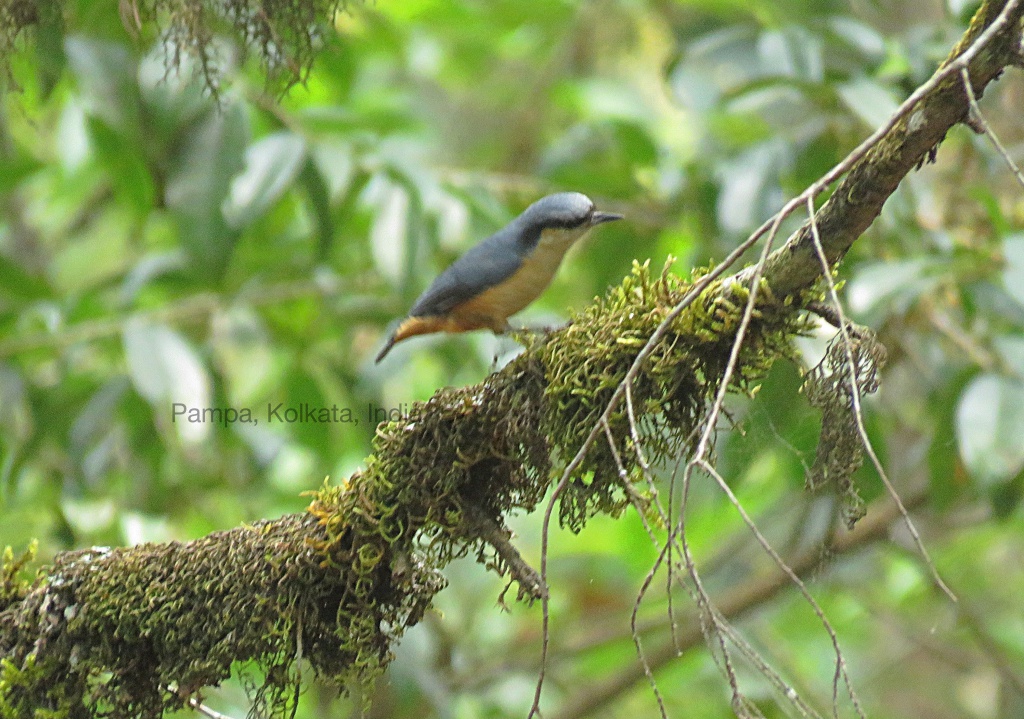 White-tailed Nuthatch or Himalayan Nuthatch