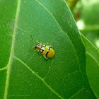 Diabrotica Leaf Beetle