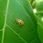 Diabrotica Leaf Beetle