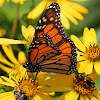 Monarch Butterfly (Male)