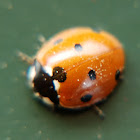 Seven-spot Ladybird